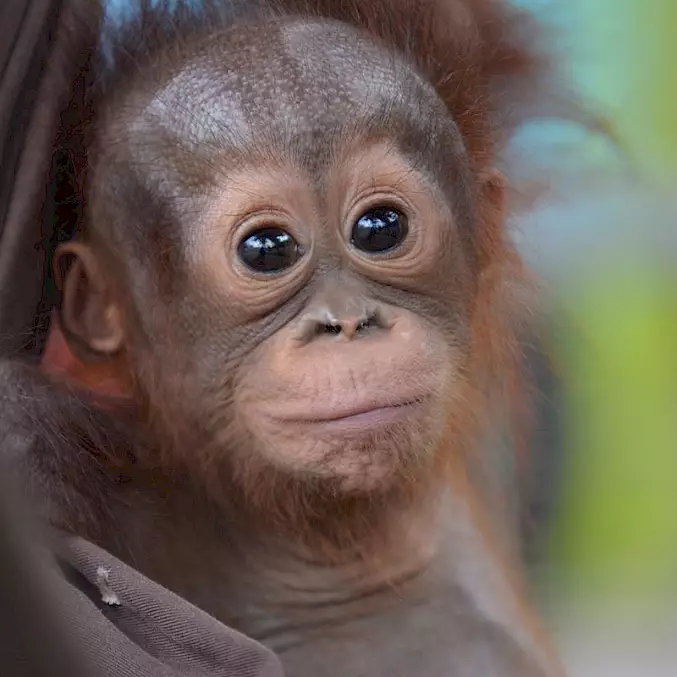 Grosses Bild: Die gerettete Orang-Utan-Waise "Onyer" wohnt in der BOS-Rettungsstation. Nach einer intensiven Rehabilitationsphase von bis zu 10 Jahren wird sie von BOS in einen Schutzwald ausgewildert. © BOS Foundation