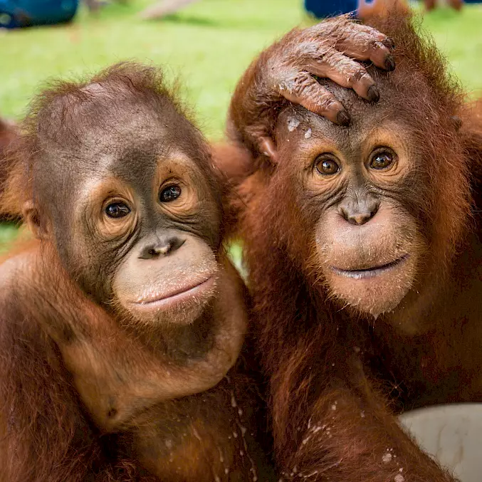 Die beiden Orang-Utan-Waisen lernen voneinander genauso viel wie von ihren menschlichen Ersatzmüttern. © Björn Vaughn I BPI I BOSF I BOS Schweiz