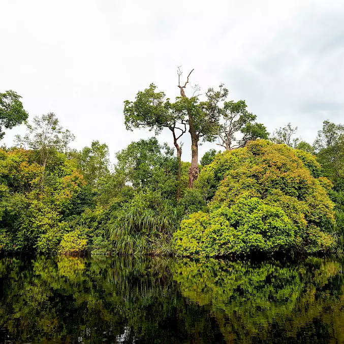 Der Schutzwald auf Borneo symbolisiert unser ganzheitliches Engagement, das Artenschutz mit Aufforstung und Waldschutz verbindet. © Andrew Suryono | BOSF | BOS Schweiz