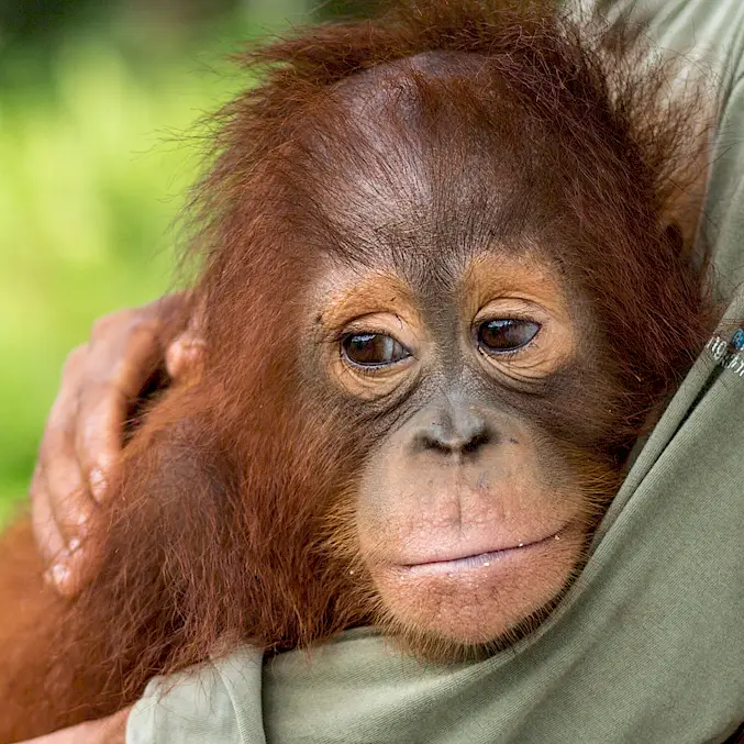 Die gerettete Orang-Utan-Waise kuschelt sich an ihre menschliche Ersatzmutter. In der Freiheit säugen und beschützen Orang-Utan-Mütter ihre Babys rund 8 Jahre lang. © BOS Foundation