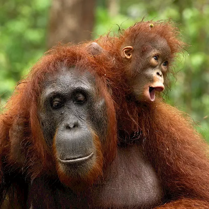 Hauptbild: Eine Orang-Utan-Mutter mit ihrem Baby. In der Freiheit säugen und beschützen Orang-Utan-Mütter ihre Babys rund 8 Jahre lang. In der BOS-Rettungsstation übernehmen menschliche Ersatzmütter diese Aufgabe. © Thomas Marent | BOS Schweiz