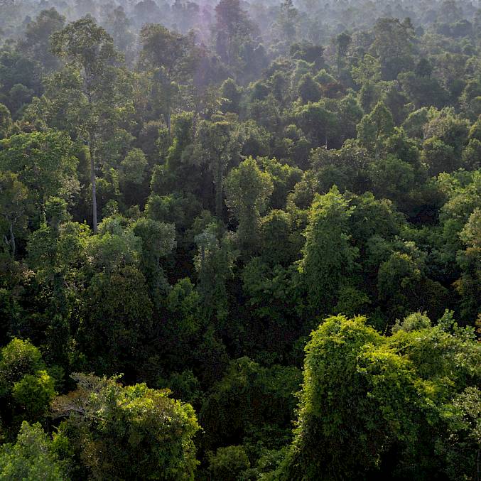 Der Schutzwald auf Borneo symbolisiert unser ganzheitliches Engagement, das Artenschutz mit Aufforstung und Waldschutz verbindet. © Andrew Suryono | BOSF | BOS Schweiz