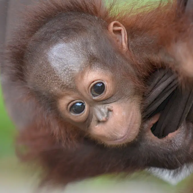 Die gerettete Orang-Utan-Waise "Onyer" wohnt in der BOS-Rettungsstation. Nach einer intensiven Rehabilitationsphase von bis zu 10 Jahren wird sie von BOS in einen Schutzwald ausgewildert. © BOS Foundation