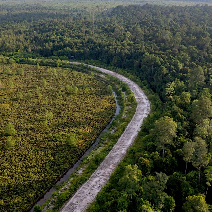 Der Schutzwald auf Borneo symbolisiert unser ganzheitliches Engagement, das Artenschutz mit Aufforstung und Waldschutz verbindet. © Andrew Suryono | BOSF | BOS Schweiz