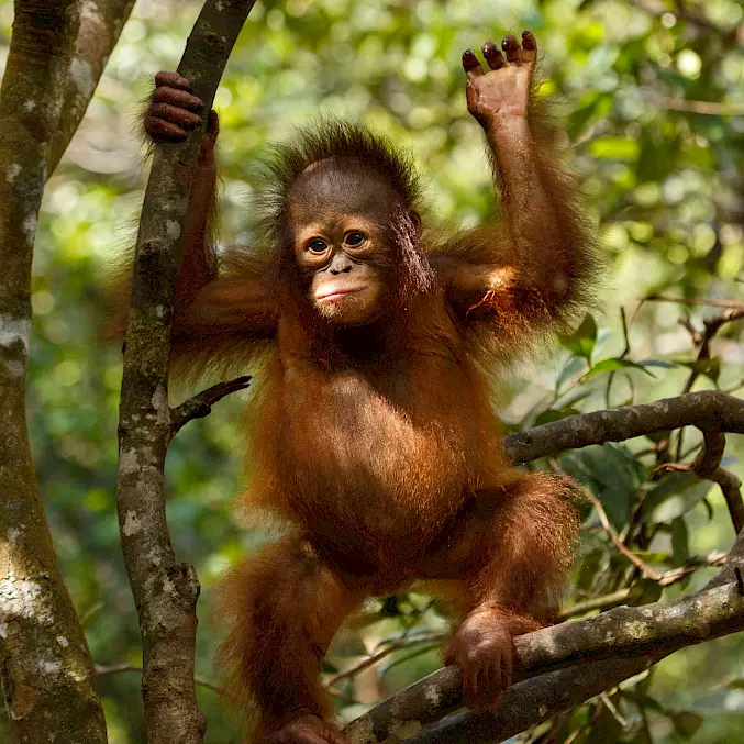 In den BOS-Rettungsstationen lernen Orang-Utan-Waisen alles, was sie für ein Leben in Freiheit brauchen. © Björn Vaughn | BOSF | BOS Schweiz