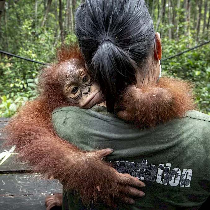 Eine Orang-Utan-Waise klammert sich an ihre menschliche Ersatzmutter. In den BOS-Rettungsstationen erhalten sie eine Chance auf ein Leben in Freiheit. © BOS Foundation