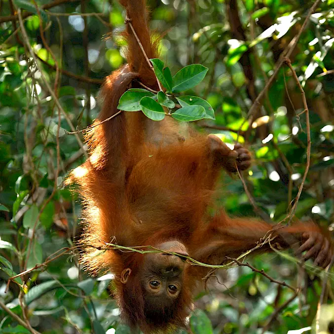 Hauptbild: Eine Orang-Utan-Waise turnt durch die Bäume der BOS-Rettungsstation. © Thomas Marent | BOS Schweiz