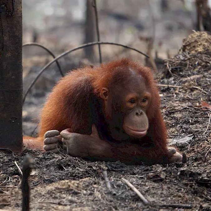 Brandrodung ist ein Bedrohungsfaktor für die vom Aussterben bedrohten Orang-Utans. In den BOS-Rettungsstationen finden sie Schutz und eine Chance auf ein freies Leben. © BOS Foundation