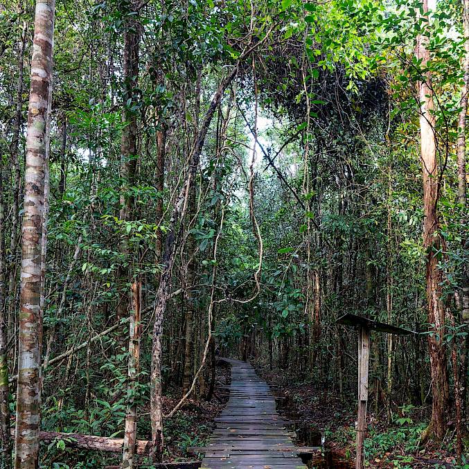 Die Urwälder Borneos speichern ein Vielfaches an Kohlenstoff im Vergleich zu unseren Wäldern und regulieren unser Klima. © Andrew Suryono | BOSF | BOS Schweiz