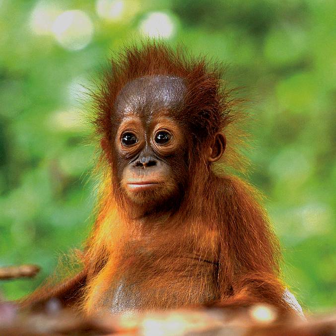 Hauptbild: Eine von vielen Orang-Utan-Waisen in der BOS-Rettungsstation. Fast 600 Orang-Utans konnten wir seit 2012 auswildern. © BOSF I BOS Schweiz