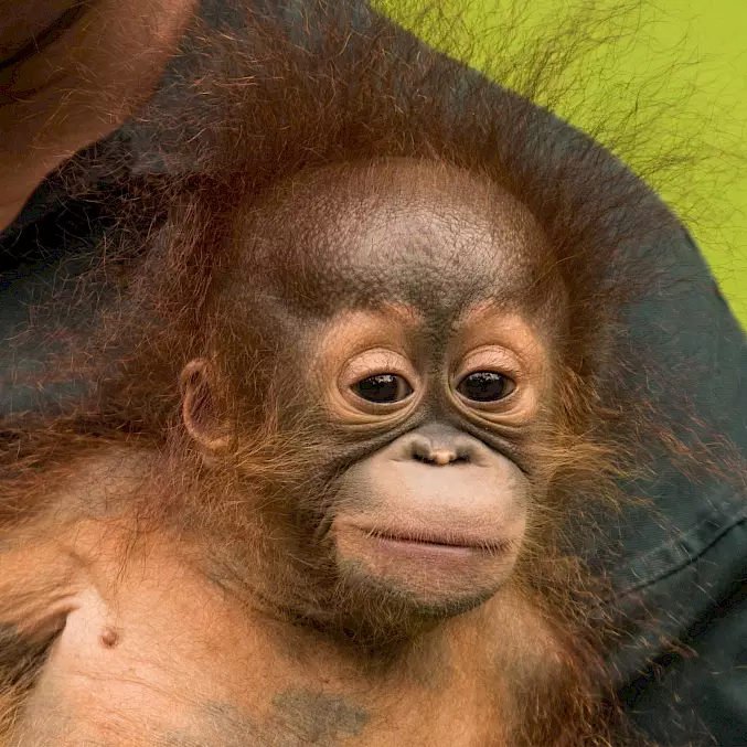 Grosses Bild © BOS Foundation