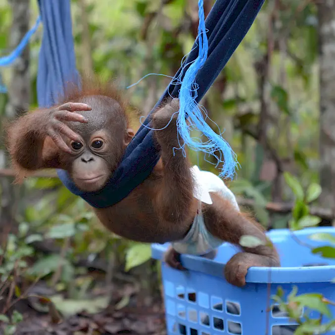 Hauptbild: Eine Orang-Utan-Waise spielt in der BOS-Rettungsstation mit einer Hängematte. © BOSF I BOS Schweiz