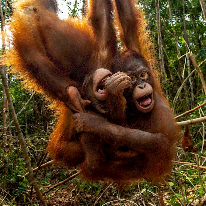 Orang-Utan-Waisen finden in den BOS-Rettungsstationen Schutz und werden bis zu 10 Jahre lang auf ein Leben in Freiheit vorbereitet. © Björn Vaughn | BOSF | BOS Schweiz