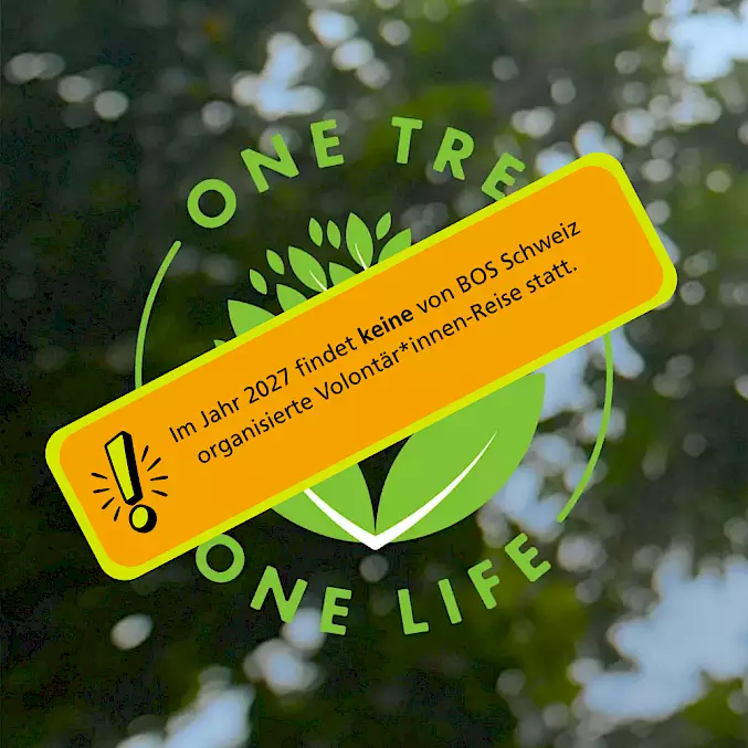 Im Rahmen der Aufforstungskampagne One Tree One Life forstet BOS Schweiz mit Freiwilligen wertvollen Regenwald auf Borneo auf.