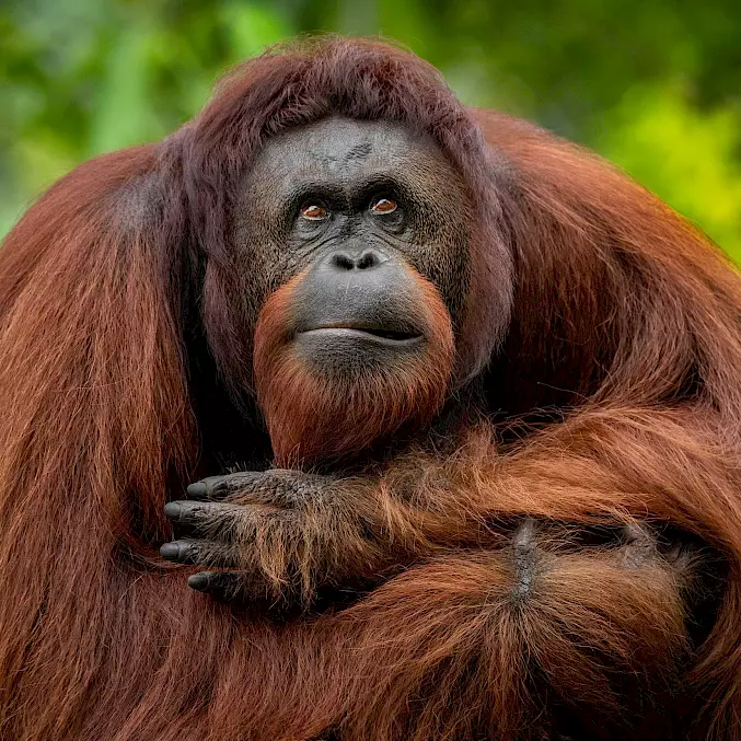 Hauptbild: Orang-Utan Fani kann leider nicht ausgewildert werden. Sie lebt auf einer bewaldeten Flussinsel in der BOS-Rettungsstation. © Mark Edward Harris