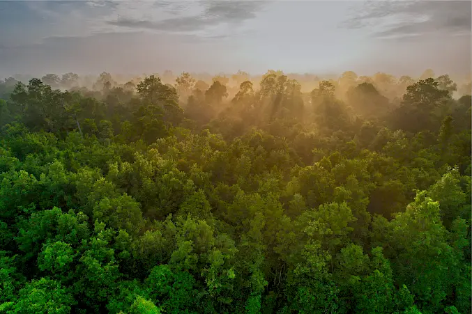 Hauptbild: Der Schutzwald auf Borneo symbolisiert unser ganzheitliches Engagement, das Artenschutz mit Aufforstung und Waldschutz verbindet. © Andrew Suryono | BOSF | BOS Schweiz