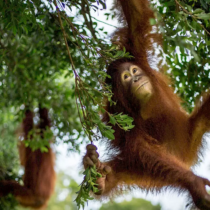 Hauptbild: Ein Orang-Utan turnt in der BOS-Waldschule durch die Bäume. © Björn Vaughn I BPI I BOSF I BOS Schweiz