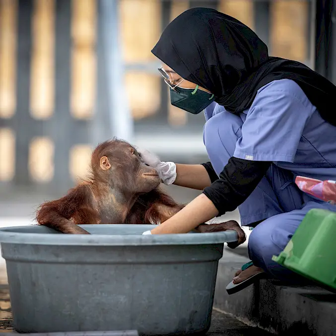 Die menschlichen Ersatzmütter werden auch Babysitterinnen genannt. Sie pflegen die Orang-Utan-Waisen in den BOS-Rettungsstationen und schenken ihnen Zuneigung. © Andrew Suryono | BOSF | BOS Schweiz