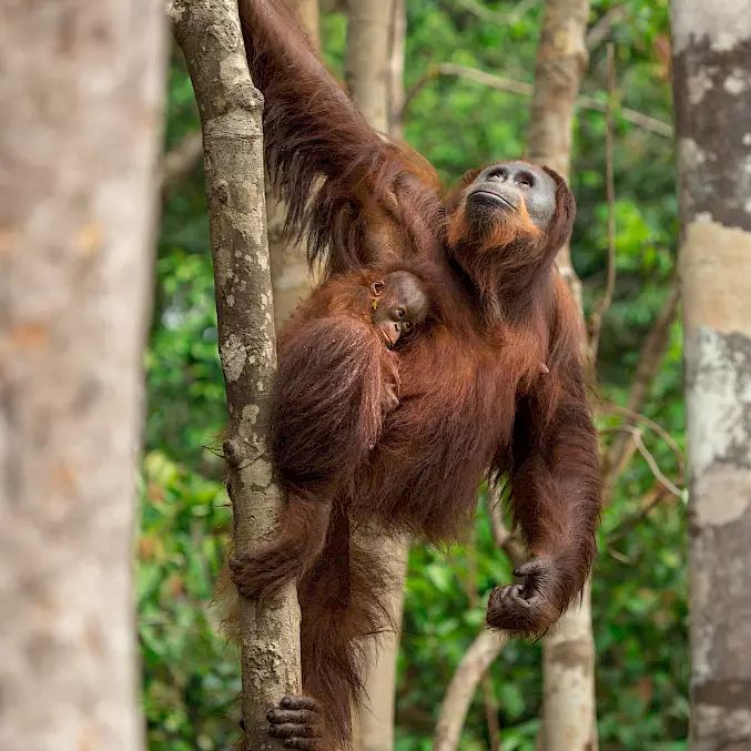 Orang-Utan-Mütter säugen und erziehen ihre Babys rund 8 Jahre lang. In den BOS-Rettungsstationen übernehmen menschliche Ersatzmütter diese Aufgabe für Orang-Utan-Waisen. © Björn Vaughn | BOSF | BOS Schweiz