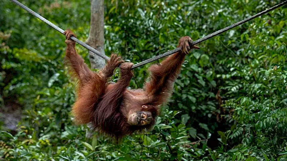 "Orang-Utan in der BOS-Rettungsstation" - Zeigt eine Orang-Utan-Waise im BOS-Rehabilitationsprogramm, mit dem BOS Schweiz Artenschutz betreibt.