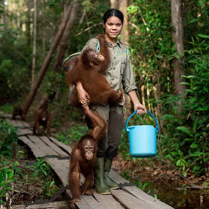 Eine Ersatzmutter bringt zwei Orang-Utan-Waisen in die BOS-Waldschule. © Björn Vaughn | BOSF | BOS Schweiz