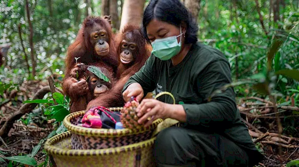 "Ersatzmutter mit Orang-Utans" - Die BOS-Mitarbeiterin füttert die Orang-Utan-Waisen in einer BOS-Rettungsstation.