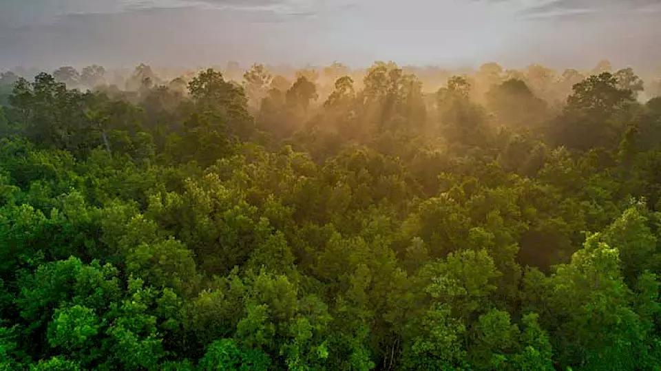 "Sonnenaufgang auf Borneo" - Der von BOS geschützte Wald ist ein wichtiges Auswilderungsgebiet für rehabilitierte Orang-Utans.