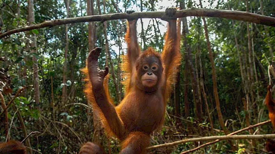 "Orang-Utan-Waise turnt an einem Ast" - Symbolisiert das Rehabilitationsprogramm von BOS, das Waldschulen für Orang-Utans beinhaltet.