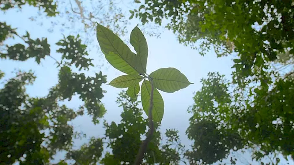 "Setzling" - Der Setzling symbolisiert die Aufforstungs- und Waldschutzprojekte von BOS Schweiz auf Borneo.