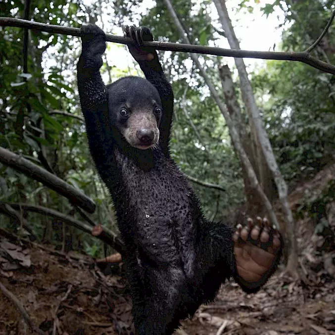 Malaienbären sind vom Aussterben bedroht. In der BOS-Rettungsstation Samboja Lestari finden verletzte, traumatisierte Tiere Zuflucht und Schutz. © Aaron Gekoski