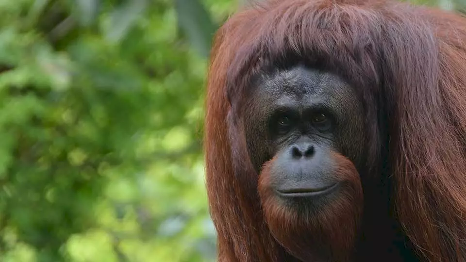 "Orang-Utan-Weibchen Fani" - Zeigt einen Orang-Utan, der von BOS gerettet wurde und in der Rettungsstation Nyaru Menteng lebt.