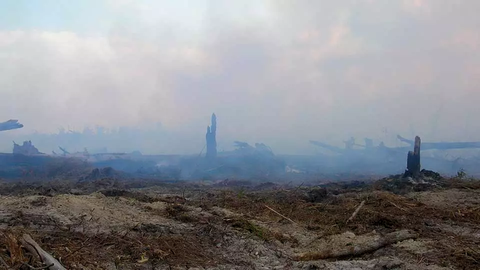 "Abgebrannter Wald im Rauch" - BOS Schweiz forstet abgebrannte Wälder wieder auf im Rahmen von Aufforstungs- und Waldschutzprojekten.