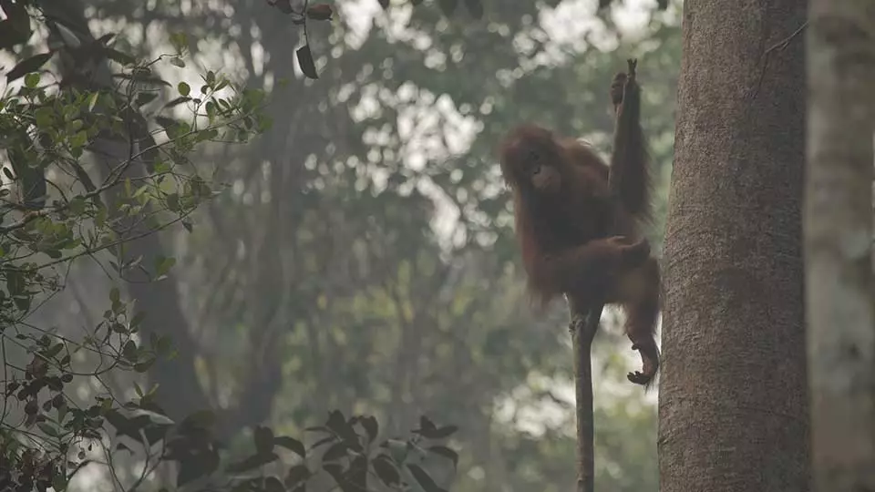 "Orang-Utan im Rauch" - Von Waldbränden verletze Orang-Utans finden in den BOS-Rettungsstationen Zuflucht.