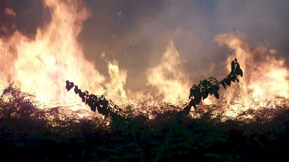 "Waldbrand auf Borneo" - Symbolisiert ein Bedrohungsfaktor für Orang-Utans, die in den BOS-Rettungsstationen Zuflucht finden.