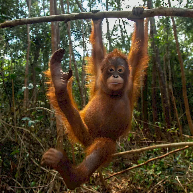 Orang-Utan-Waise "Taymur" hat trotz grausamem Start ins Leben dank BOS eine Chance auf ein Leben in der Freiheit. © Björn Vaughn | BOSF | BOS Schweiz