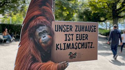 Welt-Orang-Utan-Tag: Grosse Affendemo in Zürich