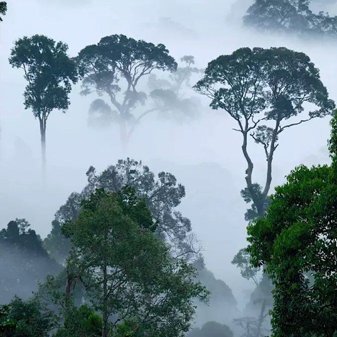 Die Regenwaldszene aus Borneo zeigt, wie gesunder, geschützer Urwald aussieht. © Thomas Marent