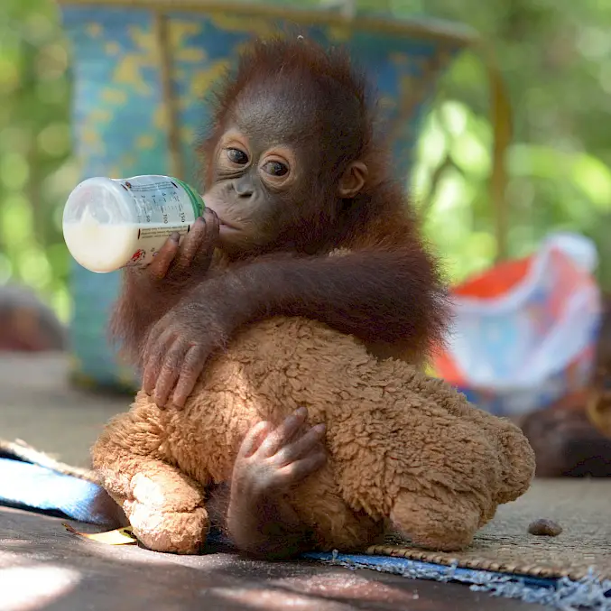 Hauptbild: Die Orang-Utan-Waise Napri trinkt Ersatz-Muttermilch in der BOS-Rettungsstation. © BOS Foundation
