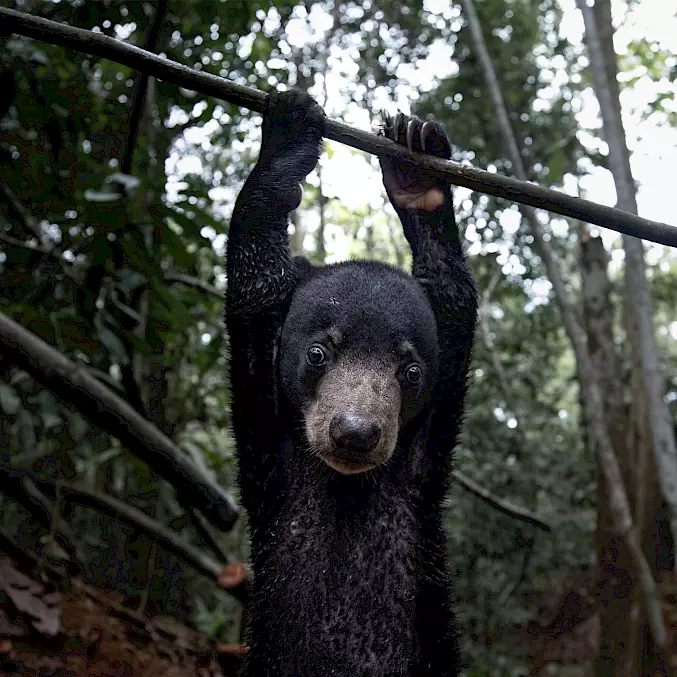 Hauptbild: Der kleine Malaienbär turnt in der BOS-Rettungsstation Samboja Lestari an einem Ast. © Aaron Gekoski