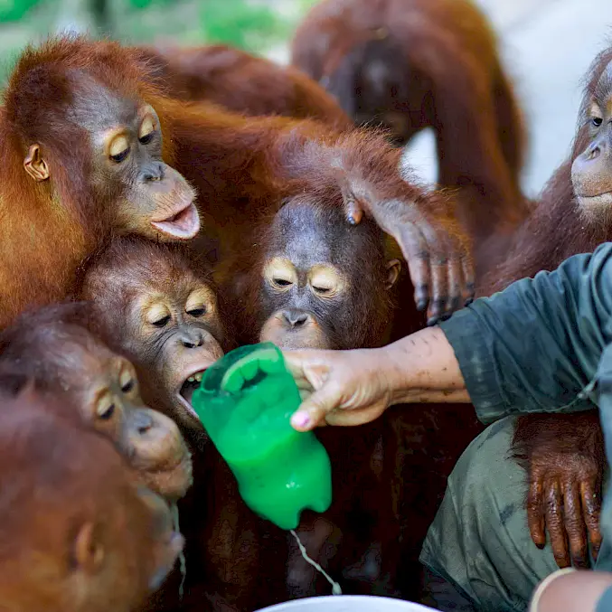 Hauptbild: Eine Gruppe Orang-Utan erhalten in der BOS-Rettungsstation einen Snack. © Andrew Suryono | BOSF | BOS Schweiz