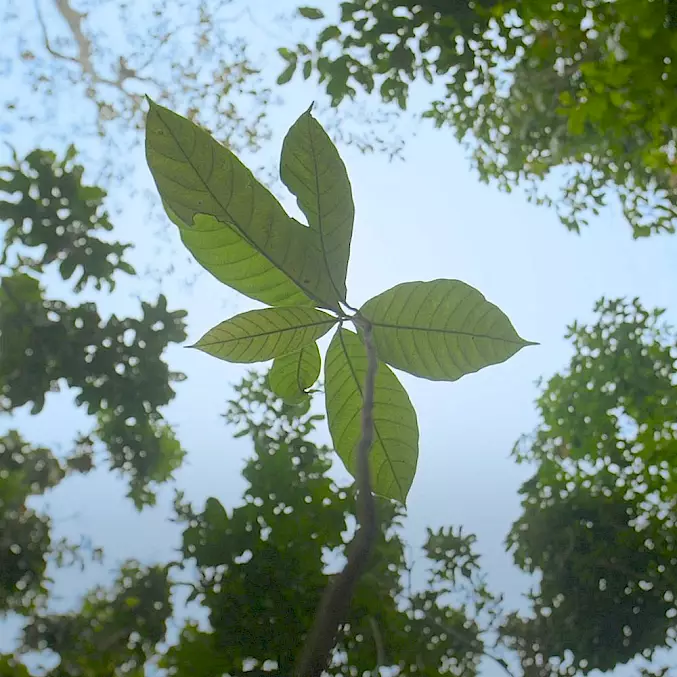 Hauptbild: Der Setzling repräsentiert die Tausenden Bäume im Regenwald auf Borneo, die durch BOS Schweiz als Teil der ganzheitlichen Aufforstungsinitiative gepflanzt wurden. © Björn Vaughn | BOSF | BOS Schweiz