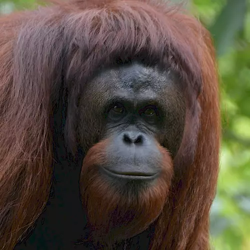 "Orang-Utan in Rettungsstation Borneo" – Zeigt einen geretteten Orang-Utan in einer BOS Schweiz Rettungsstation auf Borneo, unterstützt durch Artenschutzprojekte.