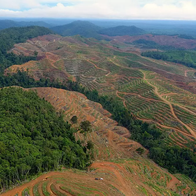 "Gerodete Waldfläche in Sangkulirang Mangkalihat" - Rodungen sind eine Katastrophe für Flora und Fauna auf Borneo. Und für das Weltklima. © CAN