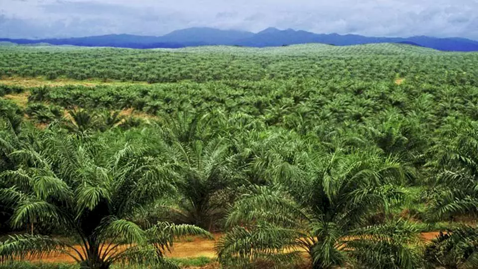 "Palmölplantage auf Borneo" - Monokulturen bedrohen die Artenvielfalt auf Borneo und werden mit Aufforstungsprojekten von BOS Schweiz kompensiert.