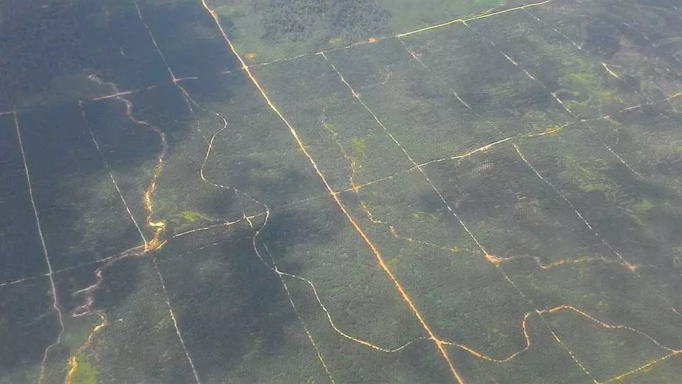 "Palmölplantage auf Borneo" - Monokulturen bedrohen die Artenvielfalt auf Borneo und werden mit Aufforstungsprojekten von BOS Schweiz kompensiert.