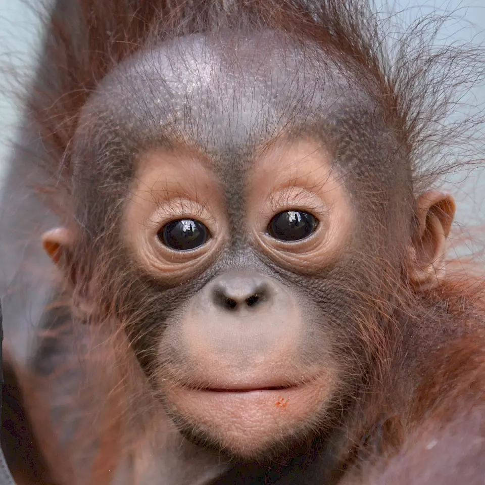 "Orang-Utan-Waise in einer BOS-Rettungsstation" – Symbolisiert das Engagement des BOS Schweiz-Teams für den Orang-Utan-Schutz auf Borneo.