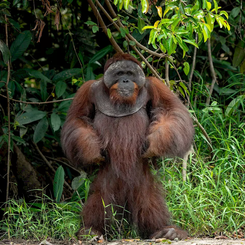 "Orang-Utan-Männchen in natürlicher Umgebung auf Borneo" – Zeigt einen Orang-Utan im Regenwald und symbolisiert die Orang-Utan-Schutz-Projekte von BOS Schweiz.