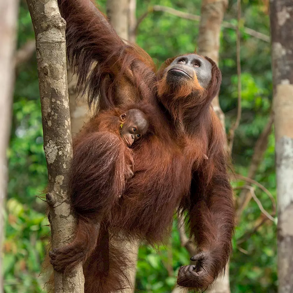 "Orang-Utan-Mutter mit Baby" - Zeigt, wie BOS Schweiz auf Borneo Orang-Utans rettet und rehabilitiert.