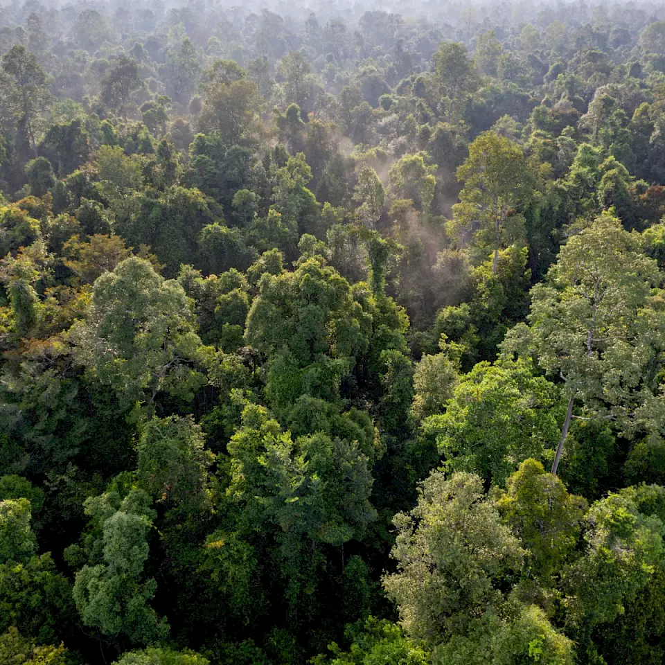 "Schutzwald in Indonesien" – Bäume im Regenwald, die durch BOS Schweiz geschützt werden, als Teil der Waldschutzinitiative.