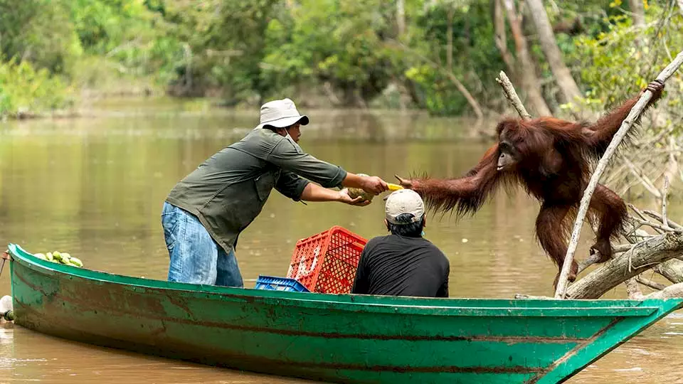 Ein Orang-Utan wird auf einer Vorauswilderung gefüttert